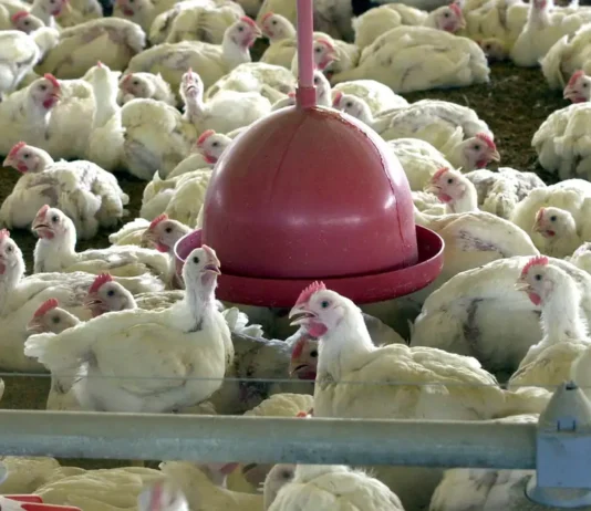 Ministério da Agricultura descarta novos casos de doença aviária no RS