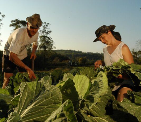 Dia da Trabalhadora e do Trabalhador Rural e as políticas públicas que fortalecem o setor
