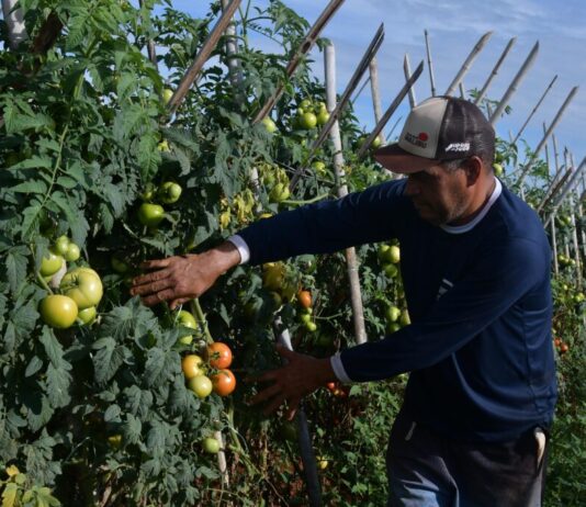 Planaltina de Goiás se destaca na produção de tomate e impulsiona economia rural