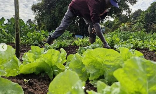 Curso de horticultura fortalece produção rural em Cidade Ocidental com apoio da EMATER