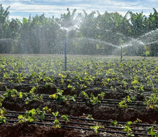 Planaltina (GO) realiza 1ª Festa do Morango e amplia produção rumo ao mercado internacional
