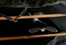 Morcegos atrás das grades: novo método busca preservar a população