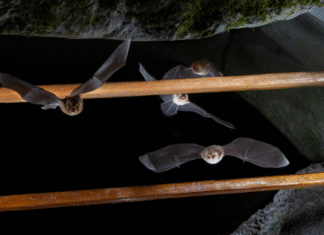 Morcegos atrás das grades: novo método busca preservar a população