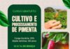Prefeitura de Novo Gama impulsiona produção de pimenta com curso gratuito e inovador