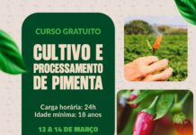 Prefeitura de Novo Gama impulsiona produção de pimenta com curso gratuito e inovador