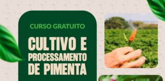 Prefeitura de Novo Gama impulsiona produção de pimenta com curso gratuito e inovador