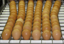Consumo de ovos deve crescer 6% no Brasil e chegar a 307 por pessoa em 2026