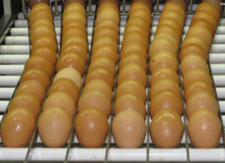 Consumo de ovos deve crescer 6% no Brasil e chegar a 307 por pessoa em 2026