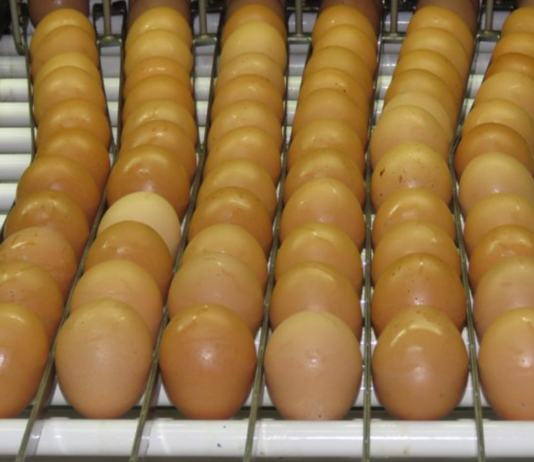Consumo de ovos deve crescer 6% no Brasil e chegar a 307 por pessoa em 2026