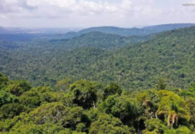Chamada Pública Florestas e Comunidades: Amazônia Viva tem resultado final