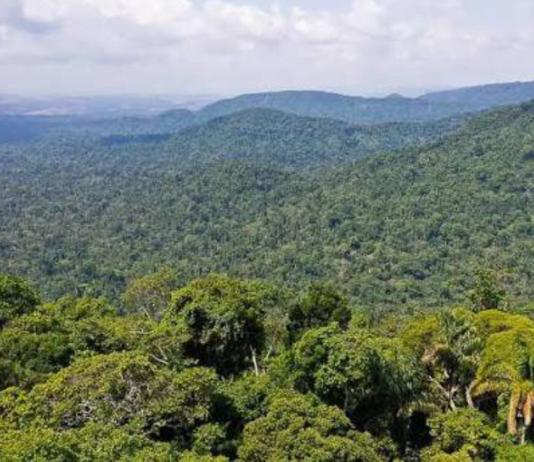 Chamada Pública Florestas e Comunidades: Amazônia Viva tem resultado final