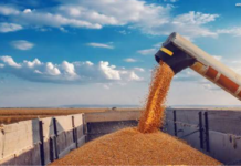 Valor Bruto da Produção Agropecuária é estimado em R$ 1,4 trilhão em junho