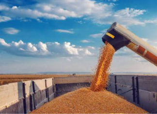 Valor Bruto da Produção Agropecuária é estimado em R$ 1,4 trilhão em junho