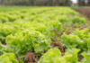 Chamada pública destina R$ 867 mil à compra de alimentos da agricultura familiar