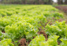 Chamada pública destina R$ 867 mil à compra de alimentos da agricultura familiar