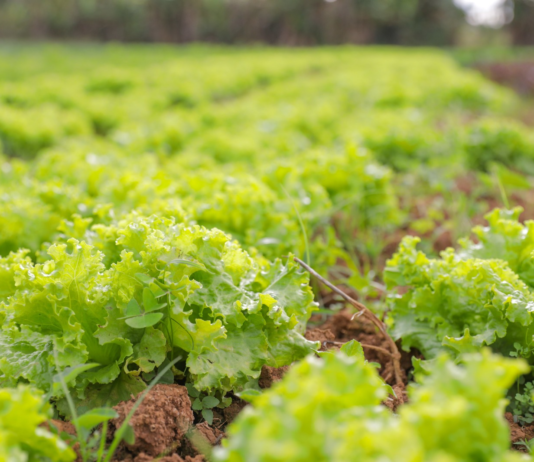 Chamada pública destina R$ 867 mil à compra de alimentos da agricultura familiar