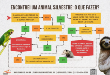 Proteção e convivência: saiba como agir com segurança ao encontrar animais silvestres na cidade