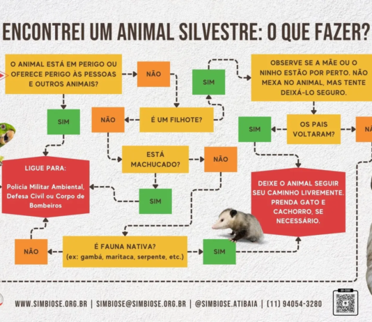 Proteção e convivência: saiba como agir com segurança ao encontrar animais silvestres na cidade
