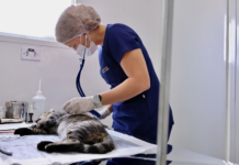 Cuide do seu pet: DF abre 1.800 vagas para castração gratuita de cães e gatos