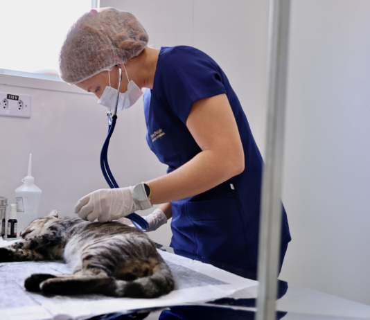 Cuide do seu pet: DF abre 1.800 vagas para castração gratuita de cães e gatos