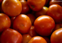 Preço do tomate negociado nas principais Ceasas brasileiras tem queda média de 15,85%