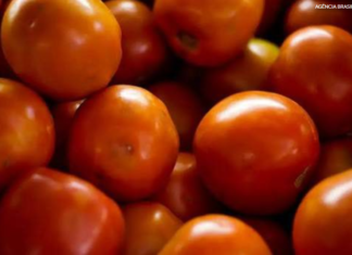 Preço do tomate negociado nas principais Ceasas brasileiras tem queda média de 15,85%