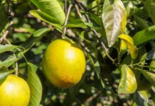 Controle fitossanitário impulsiona produção de citros em Goiás