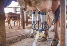 Preço do leite ao produtor cresce 53,1% em Goiás ao longo de 2026