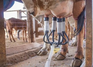 Preço do leite ao produtor cresce 53,1% em Goiás ao longo de 2026