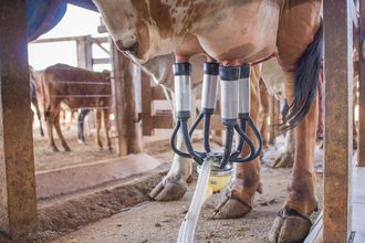 Preço do leite ao produtor cresce 53,1% em Goiás ao longo de 2026