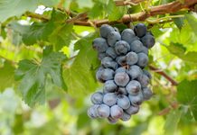 Goiás amplia presença na produção de vinhos e cresce acima da média nacional
