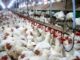 Goiás registra alta de 7,1% no abate de frango e sobe produção de carcaças