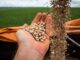 Goiás consolida segundo lugar em produtividade do feijão e amplia área cultivada