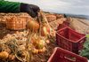Tecnologia e eficiência impulsionam a produção de cebola em Goiás, que cresce 32,6% com menor área plantada