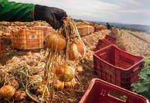 Tecnologia e eficiência impulsionam a produção de cebola em Goiás, que cresce 32,6% com menor área plantada