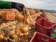 Tecnologia e eficiência impulsionam a produção de cebola em Goiás, que cresce 32,6% com menor área plantada