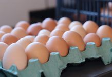 Força do avicultura goiana: estado registra marca histórica na produção e exportação de Ovos