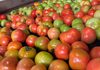 O império do tomate: como Goiás consolidou a liderança nacional no cultivo do fruto