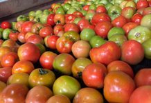 O império do tomate: como Goiás consolidou a liderança nacional no cultivo do fruto