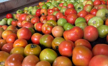 O império do tomate: como Goiás consolidou a liderança nacional no cultivo do fruto