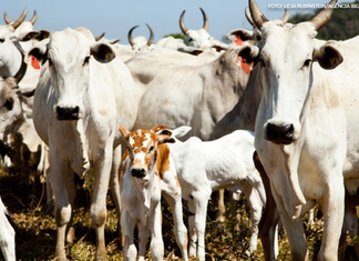 Quantidade de gado diminui e produção aumenta na agropecuária, mostra IBGE