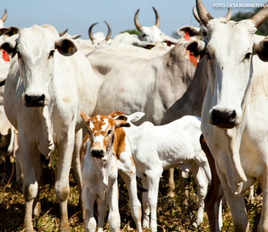 Quantidade de gado diminui e produção aumenta na agropecuária, mostra IBGE